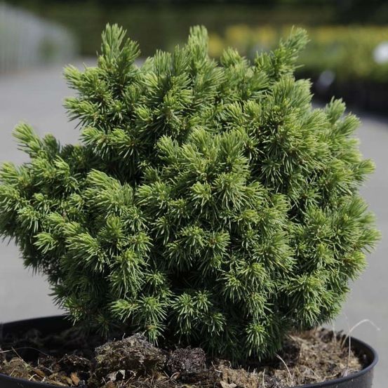 Sapinette blanche, epinette blanche 'jalako gold' pot de 2l/3l