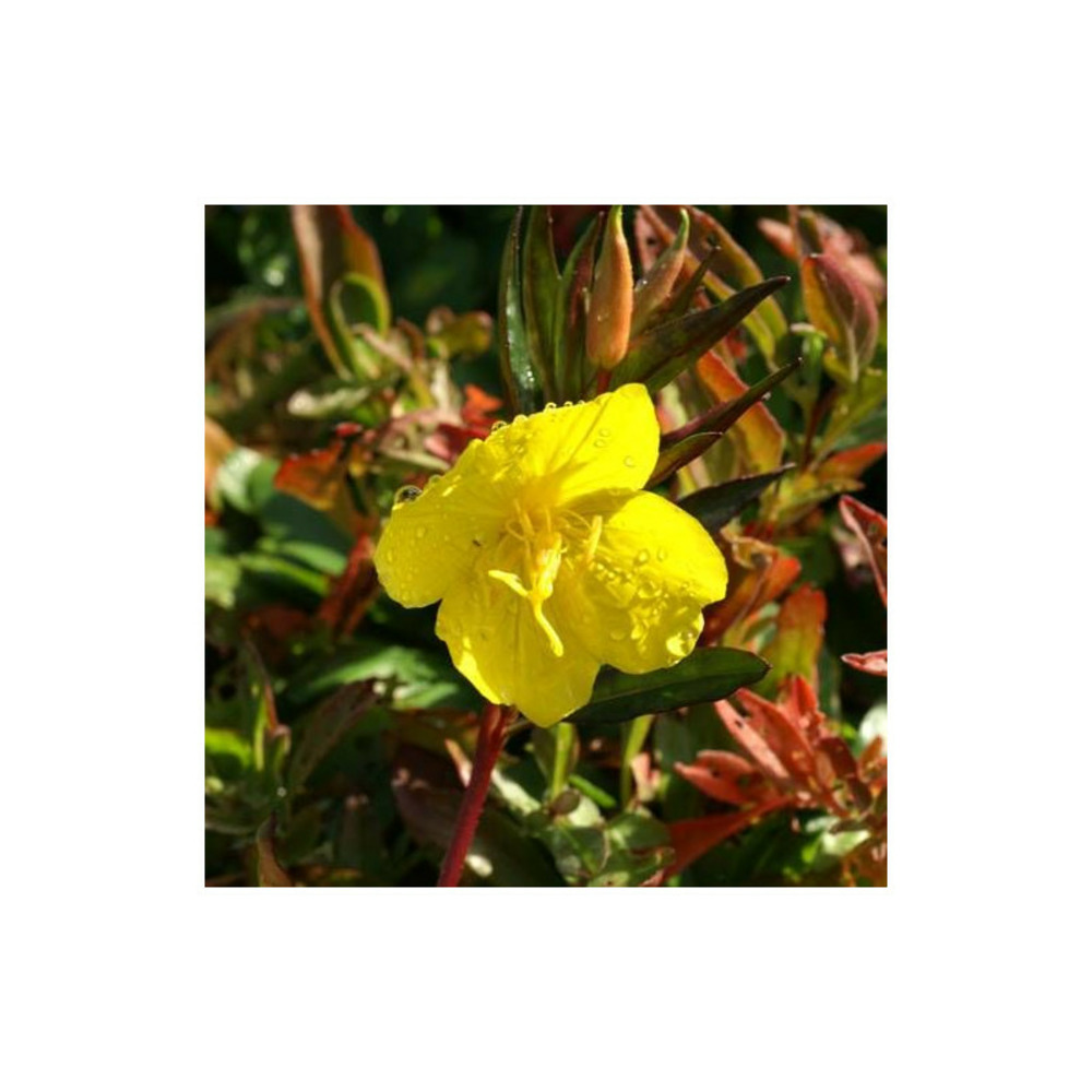 Onagre fruticosa ssp. Glauca, oenothère lot de 3 godets