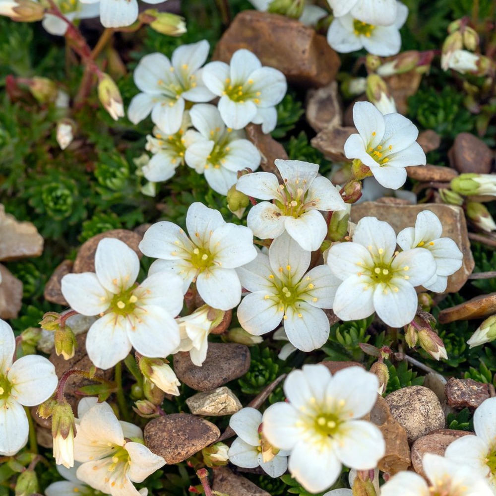 Saxifrage paniculée 'minutifolia' godet de 8/9 cm