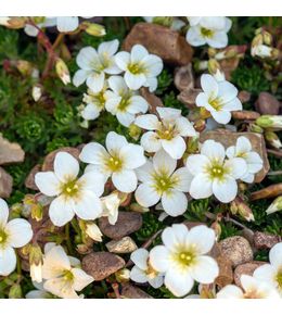 Saxifrage paniculée 'minutifolia' godet de 8/9 cm