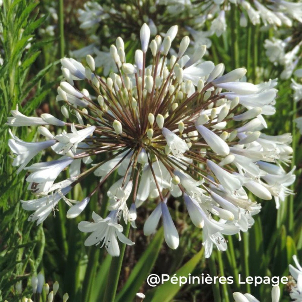 3 agapanthes 'enigma' (agapanthus 'enigma')