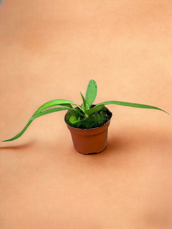 Anthurium vittarifolium