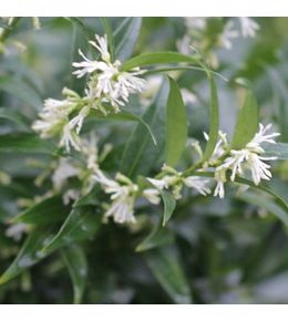 Sarcococca 'dragons gate' pot de 3l/4l