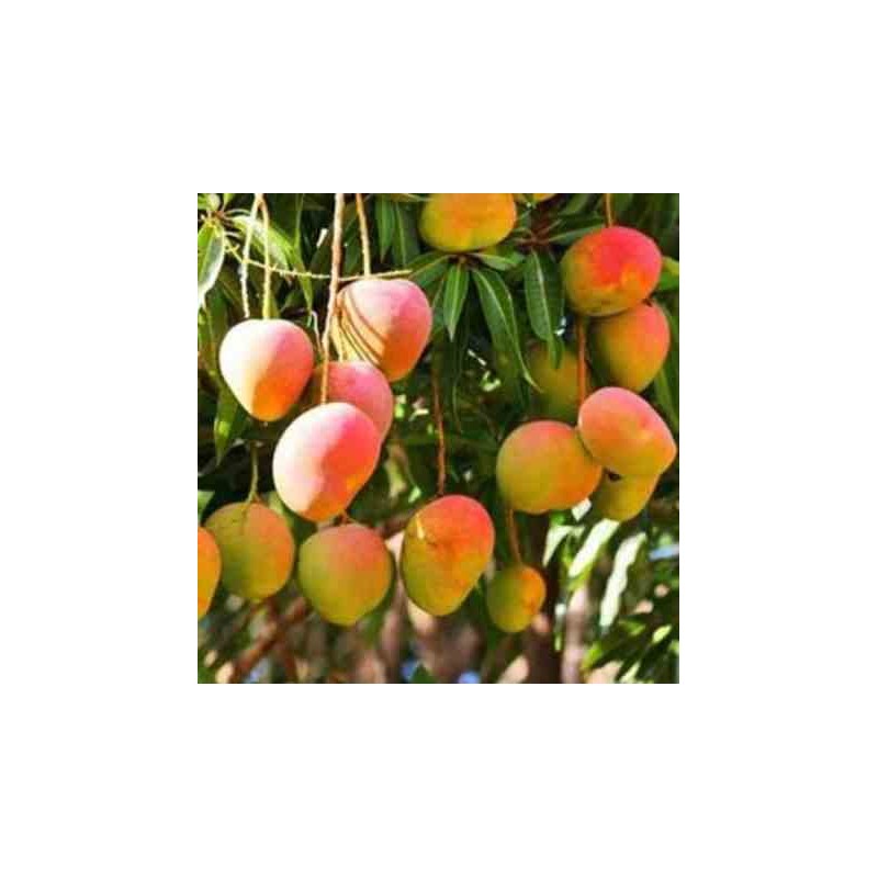 Manguier   mangifera indica var. Sensacion taille pot de 7 litres ? 80/100 cm -   jaune