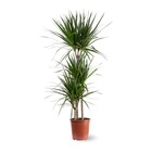 Dracaena marginata - plante d'intérieur - ↕ 100-110 cm - ⌀ 21 cm - facile d'entretien
