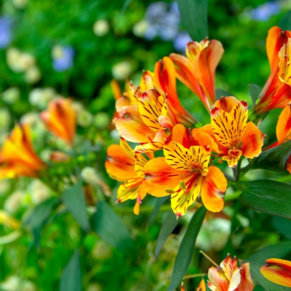 3 lys des incas 'chinon' (alstroemeria 'chinon')