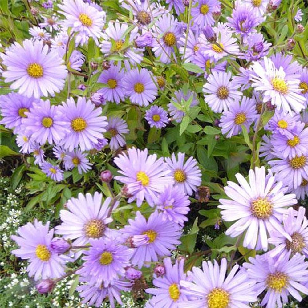 Aster 'js bart's blue beauty' godet de 8/9 cm