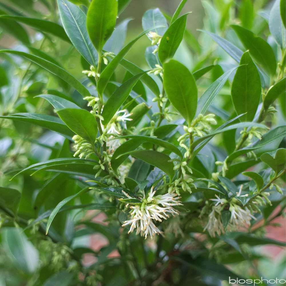 Sarcococca ruscifolia 'dragon gate': 4l | Truffaut