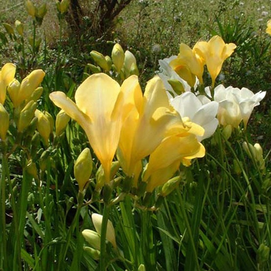 Freesia 'simple jaune' bulbe calibre 6+ (par 20)