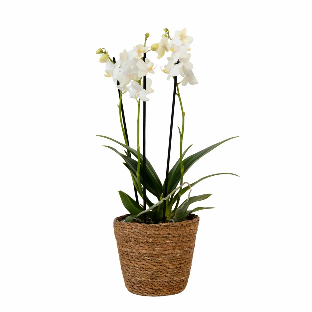 Orchidée papillon - phalaenopsis multiflora avec panier - hauteur 35-45cm -⌀12cm