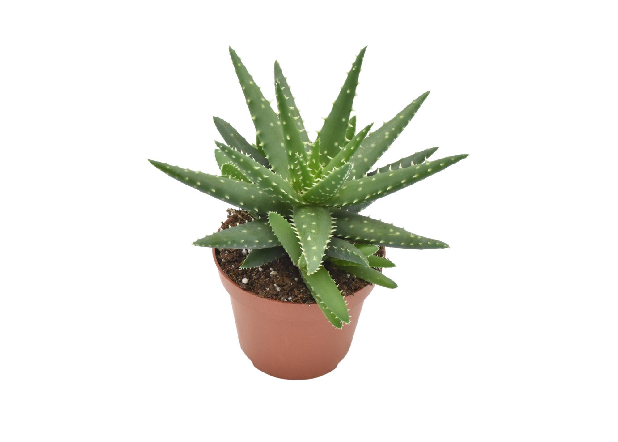 Aloe kerio h15cm -