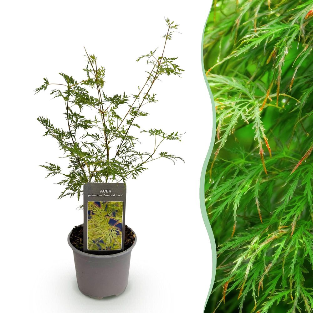 Érable du japon 'emerald lace' - pot 12 cm - hauteur 35 cm - plante d'extérieur