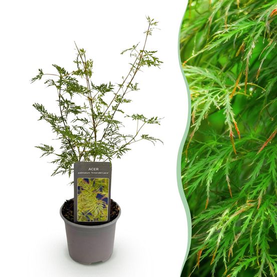 Érable du japon 'emerald lace' - pot 12 cm - hauteur 35 cm - plante d'extérieur