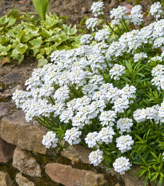 Iberis sempervirens plante vivace - 3 godets