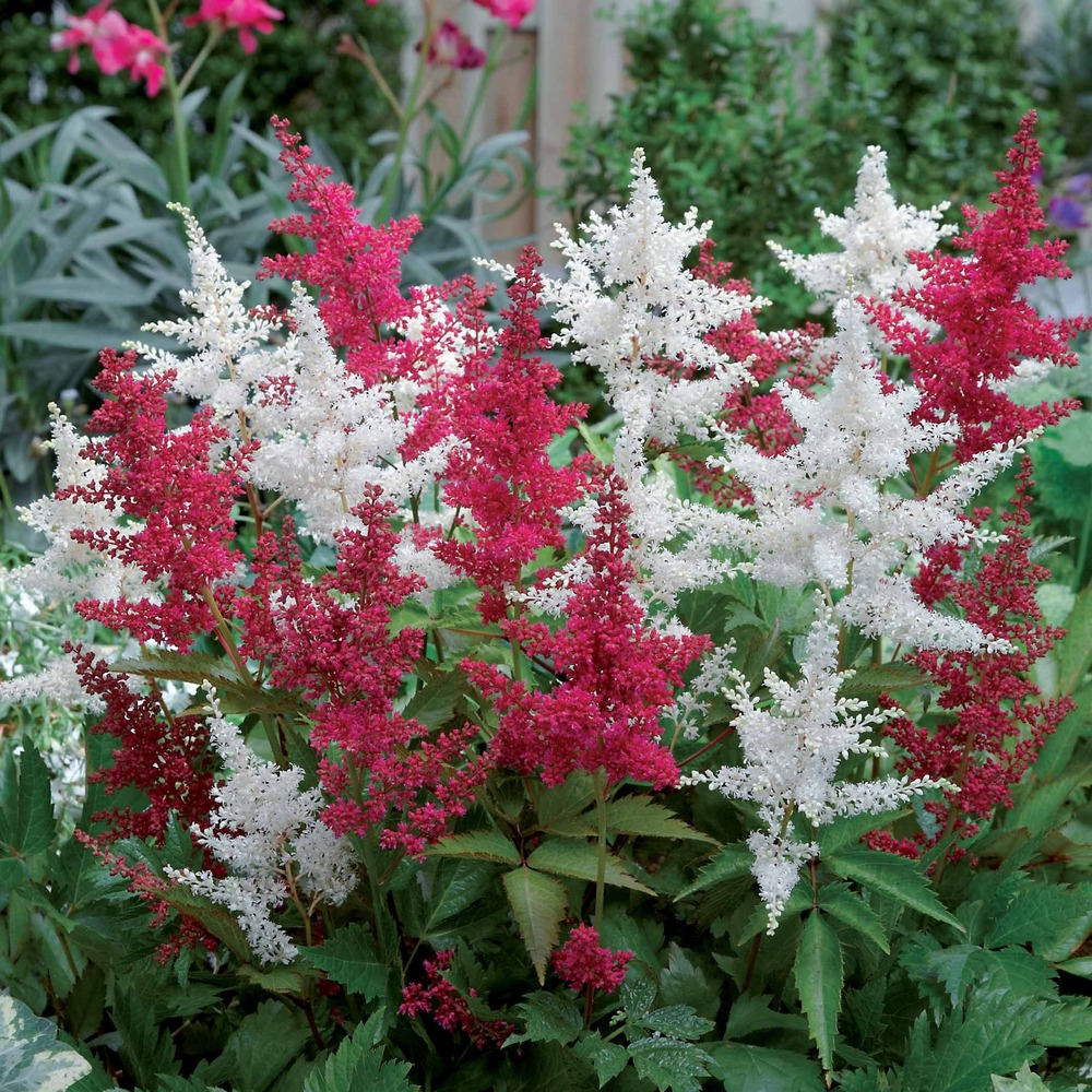 2 astilbes - le paquet de 2 racines nues