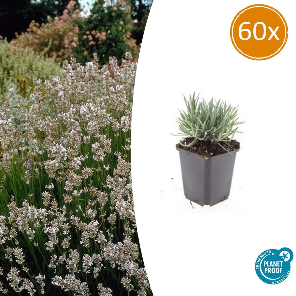 Lavande vraie blanche 'edelweiss' x60 – entre 3,75 et 5m2