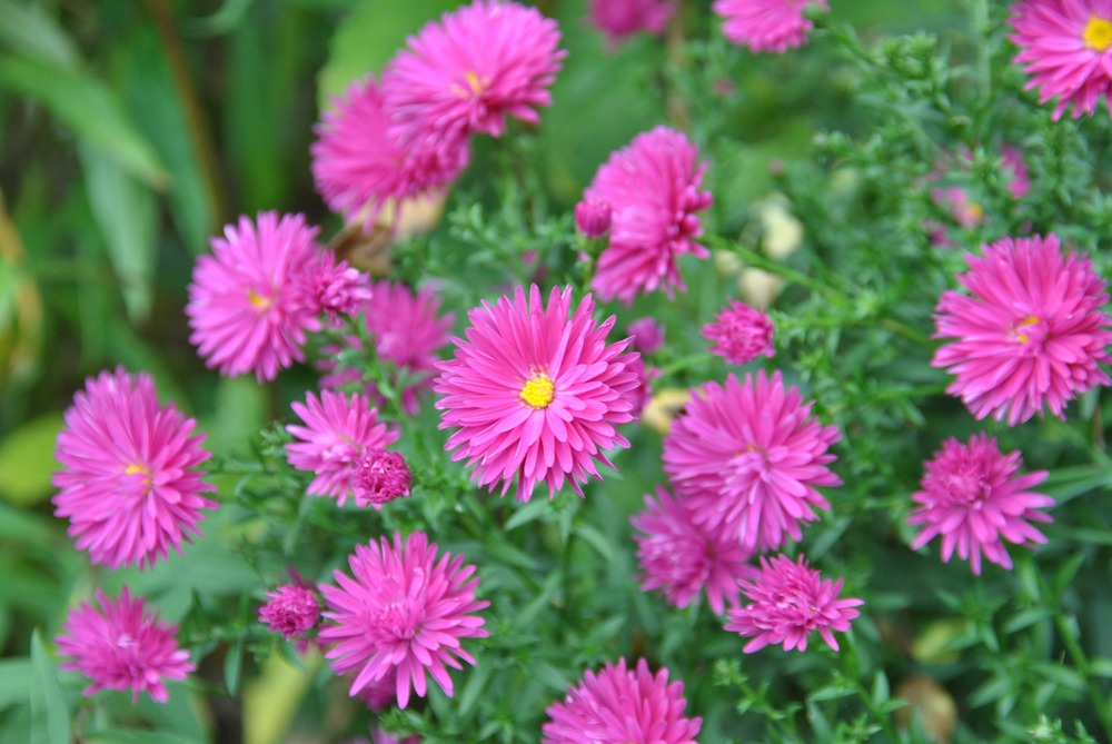 Aster nain 'neron' godet de 8/9 cm