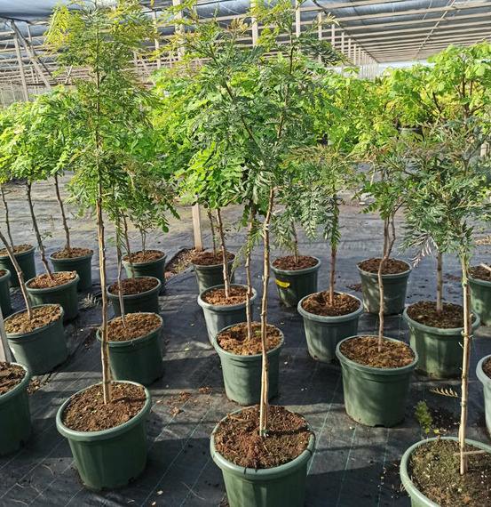 Grevillea robusta pot de 40 litres - 140/160 cm