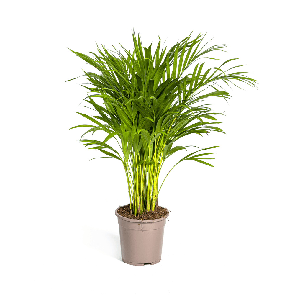 Dypsis areca lutescens ø19cm - ↕80 - 100cm - plantes d'intérieur