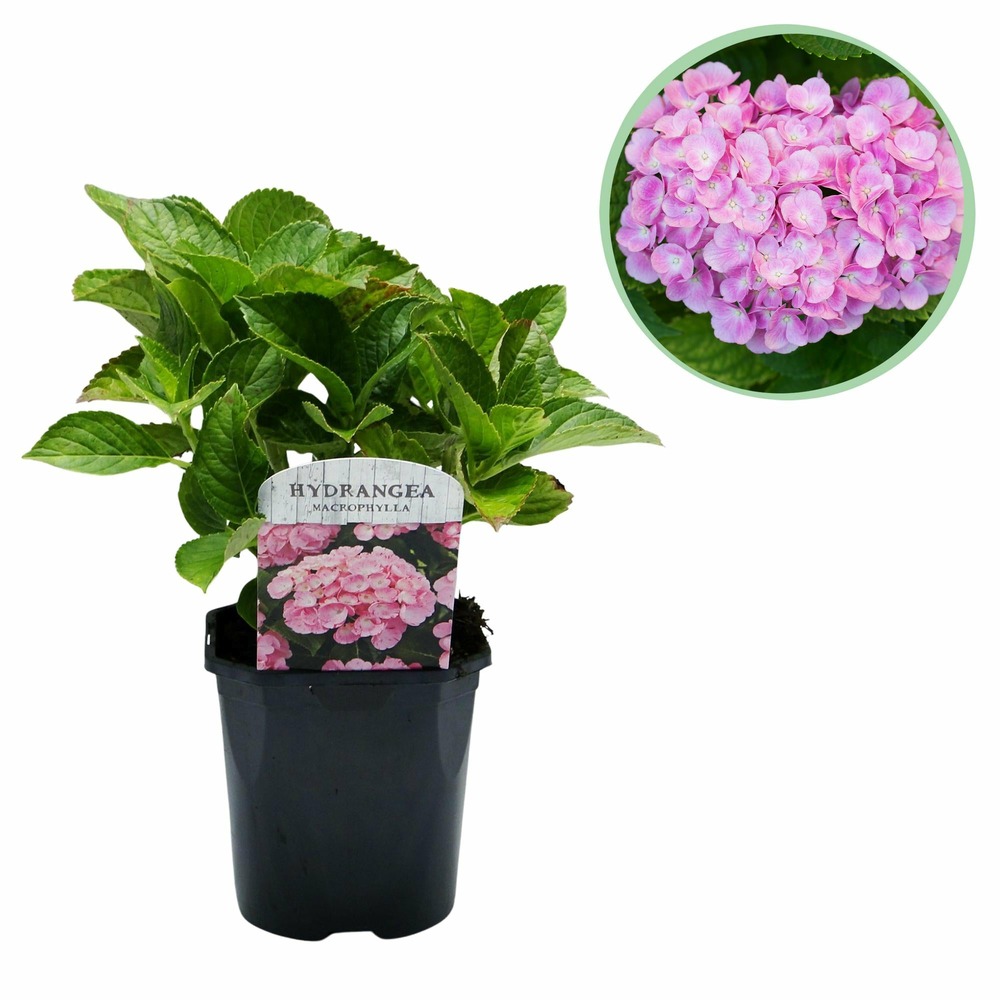 Hortensia macrophylla pink – pot 17 cm – hauteur 30 cm