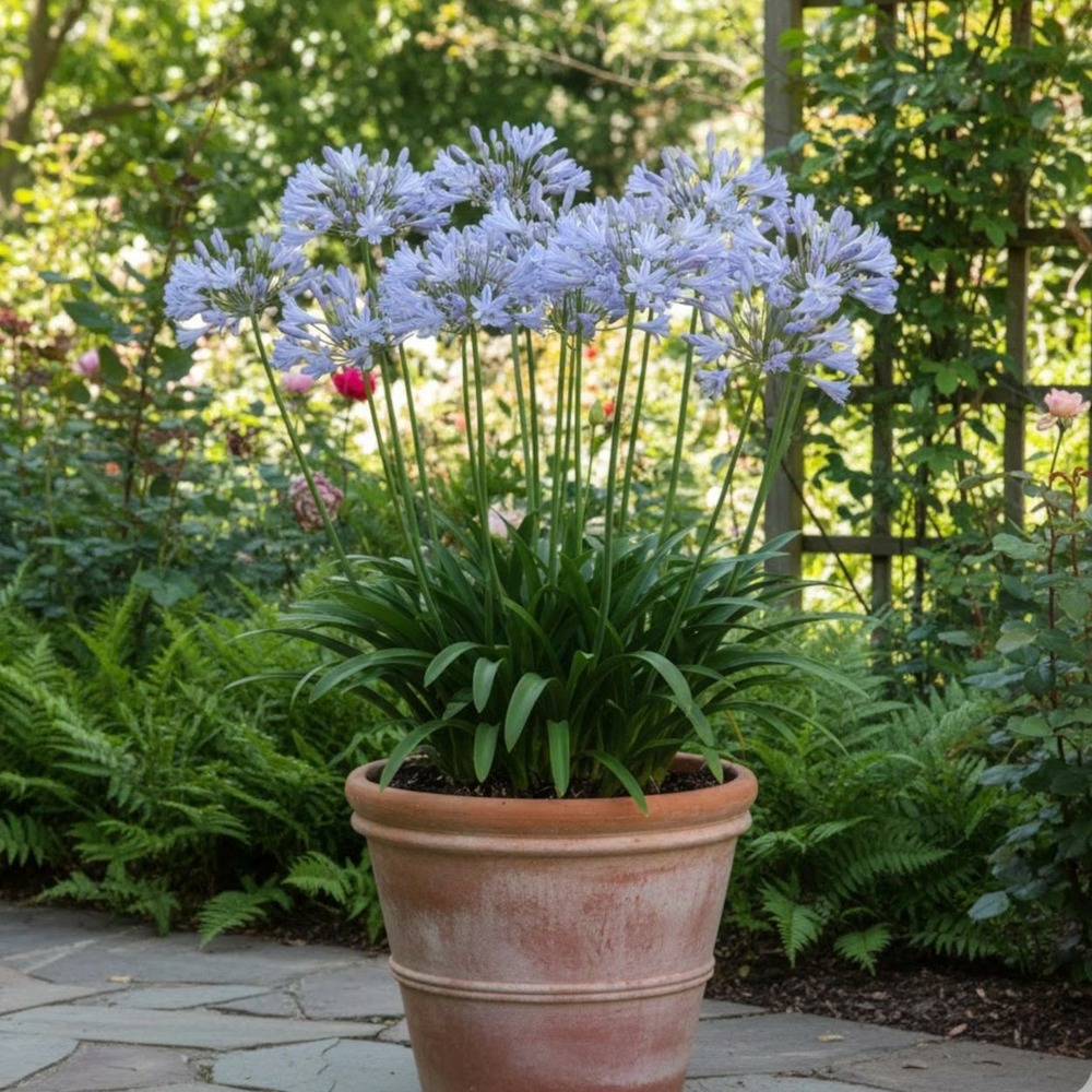 Agapanthe rosewarne lot de 3 godets