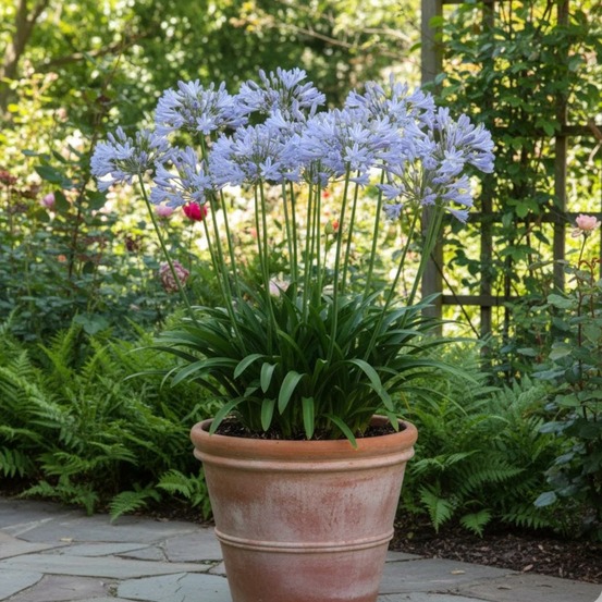 Agapanthe rosewarne lot de 3 godets