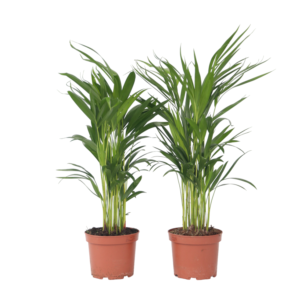 Palmier areca - set de 4 - dypsis lutescens - hauteur 60-70cm - ⌀17cm