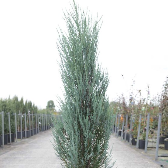Genévrier de virginie 'blue arrow' pot de 2l/3l