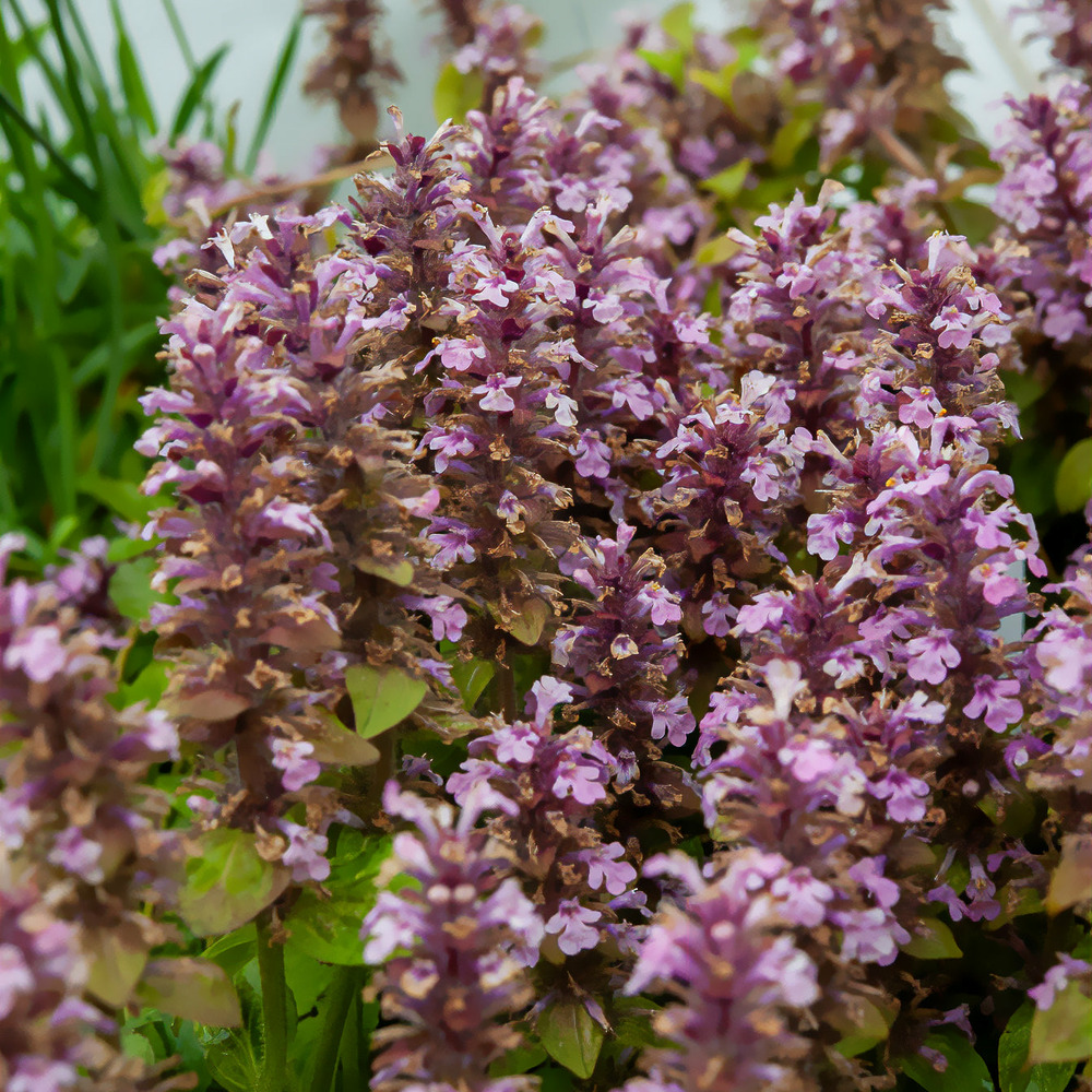 Bugle rampante rosea - le pot / 8cm