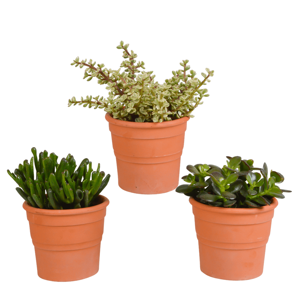 3x mélange de crassulas - en pot terracotta - ø10,5cm - ↕21cm - plante d’intérieur