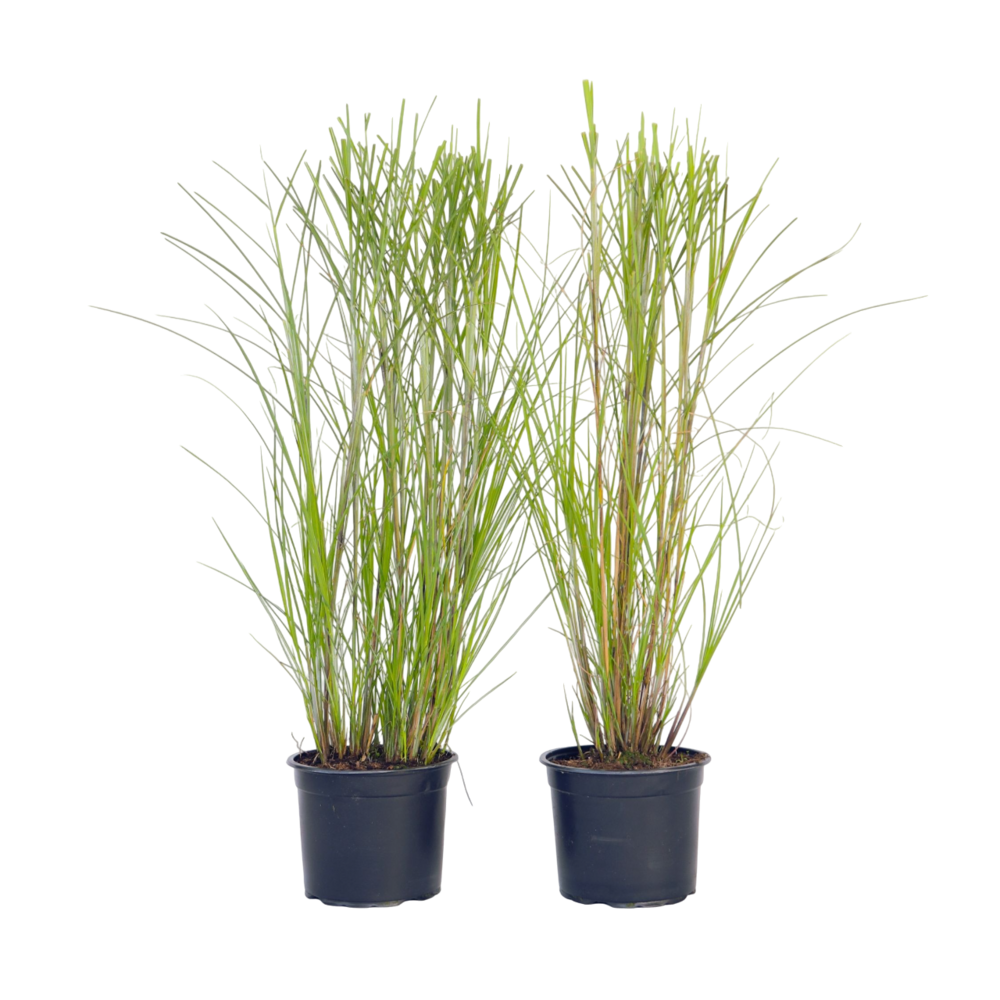 Roseau de chine - set de 2 - miscanthus 'gracillimus' - h40-60cm - ⌀23cm