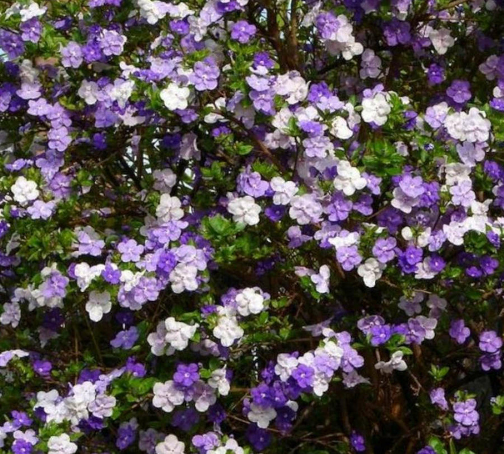 Brunfelsia pauciflora (hier, aujourd'hui, demain - brunfelsie) - pot de 25l - 180/200cm