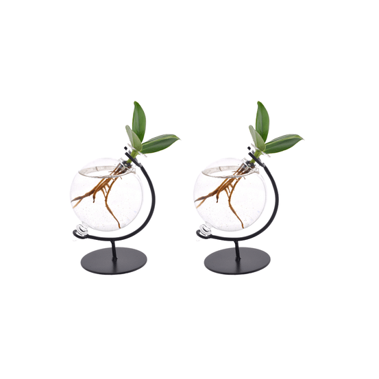 Clusia in victoria glas - 2 pièces - ø5cm - ↕10cm - plantes d'intérieur