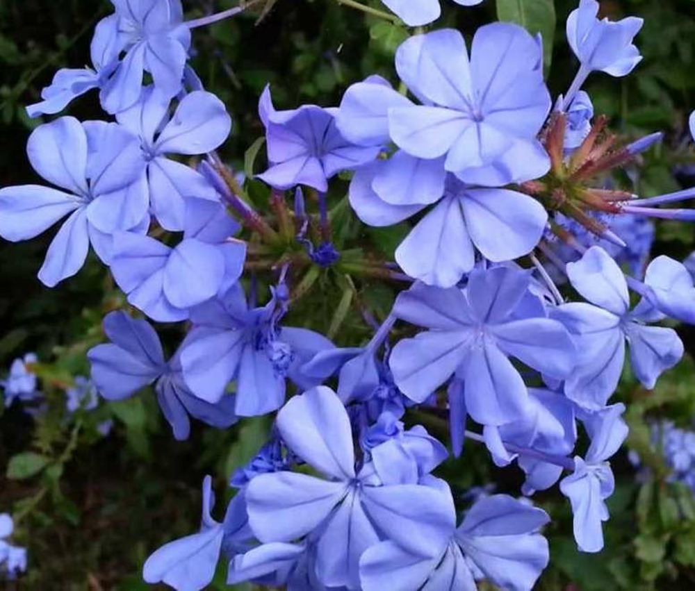 Plumbago auriculata syn. Plumbago capensis (plumbago du cap, dentelaire du cap) - pot de3litres - 30/50 cm
