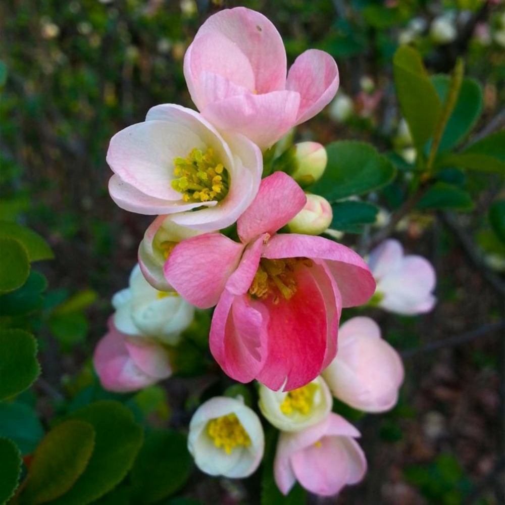 Cognassier du Japon 'Flocon Rose' (Chaenom…