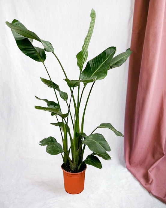 Strelitzia nicolai 160cm - plante d'intérieur