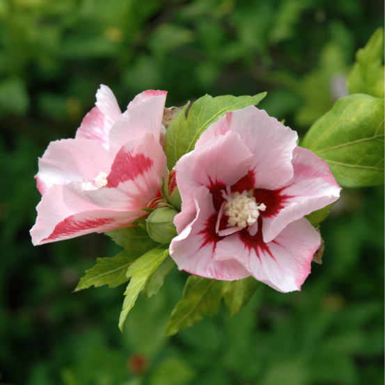 Hibiscus de syrie hamabo - hibiscus syriacus hamabo 30/40 cm pot 3l