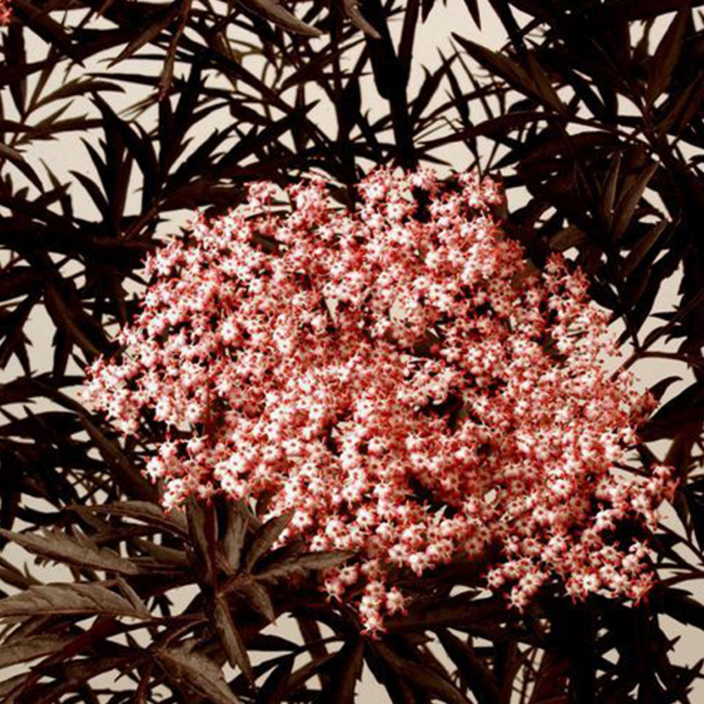 Sureau noir 'black lace' - sambucus nigra 'black lace' ('eva') - 40-50 cm pot