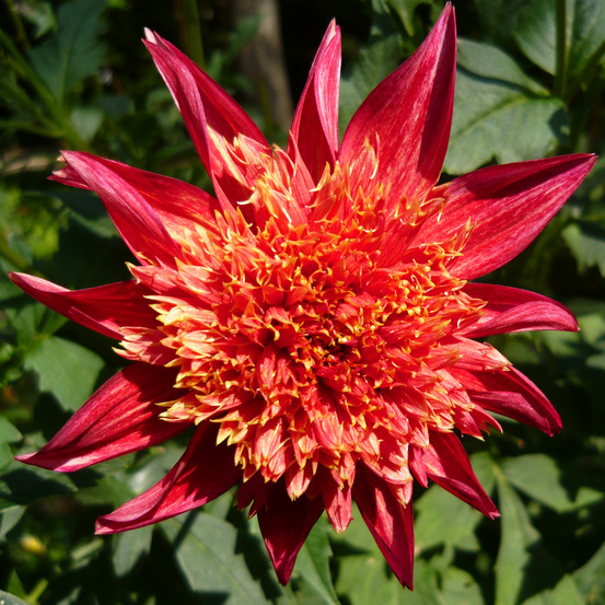 Dahlia anémone 'jive' bulbe calibre i