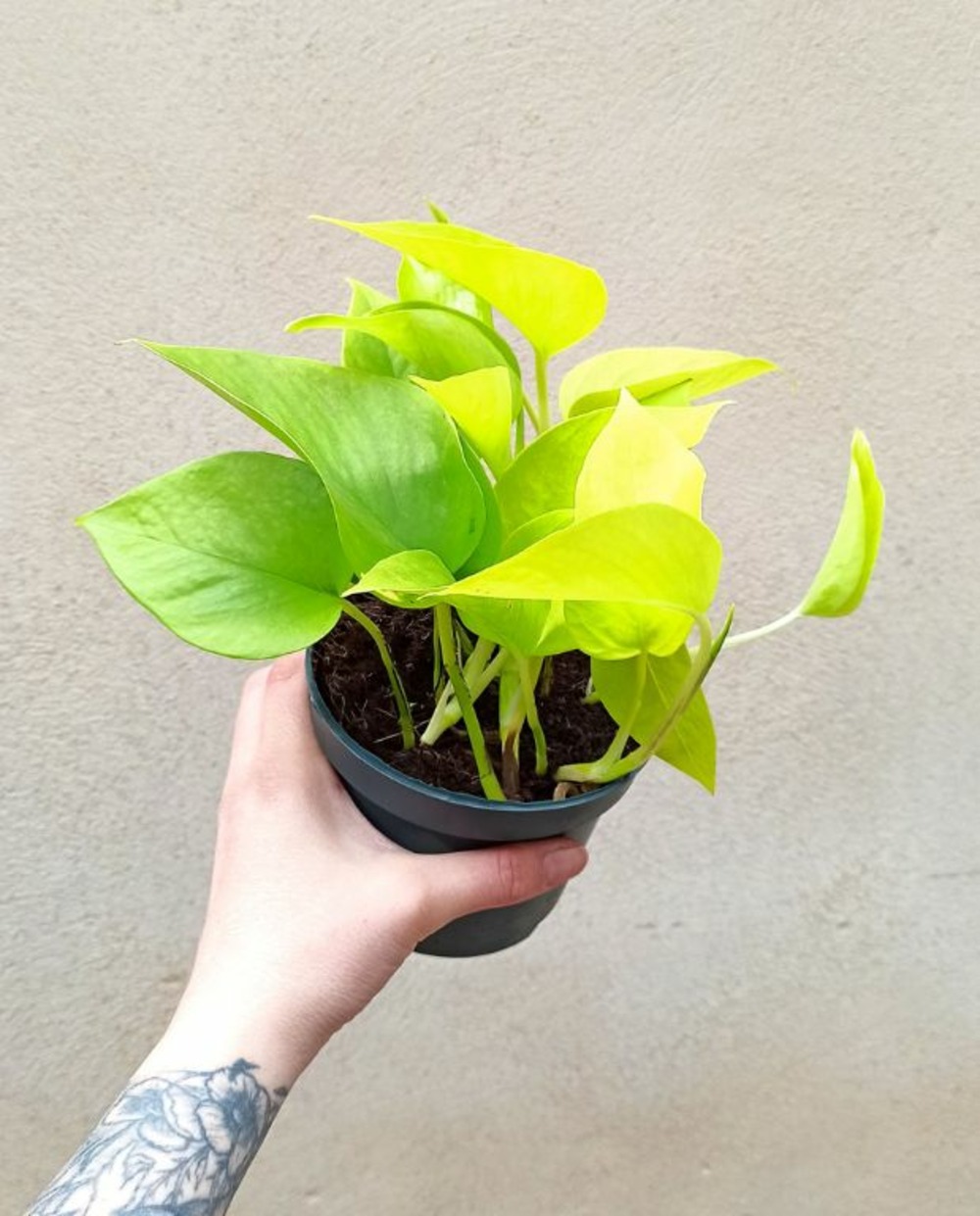 Epipremnum aureum “pothos” neon medium d. 12cm h. 25cm - plante d'intérieur