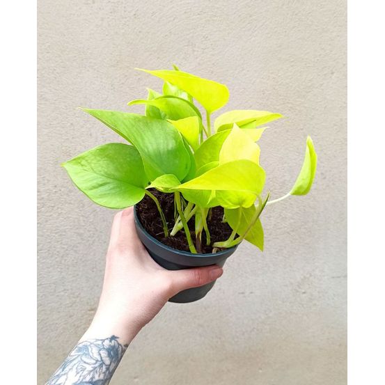 Epipremnum aureum “pothos” neon medium d. 12cm h. 25cm - plante d'intérieur