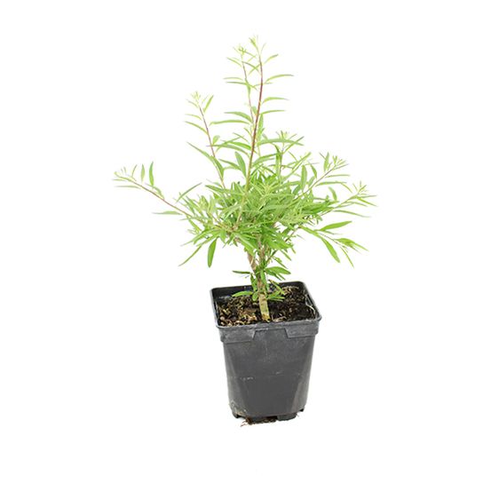 Verveine d'argentine pot 1 l