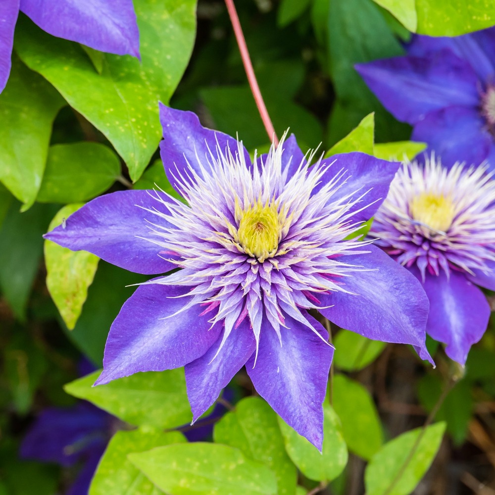 Clématite multi blue - le pot / ø 9cm, vendu par lot de 4