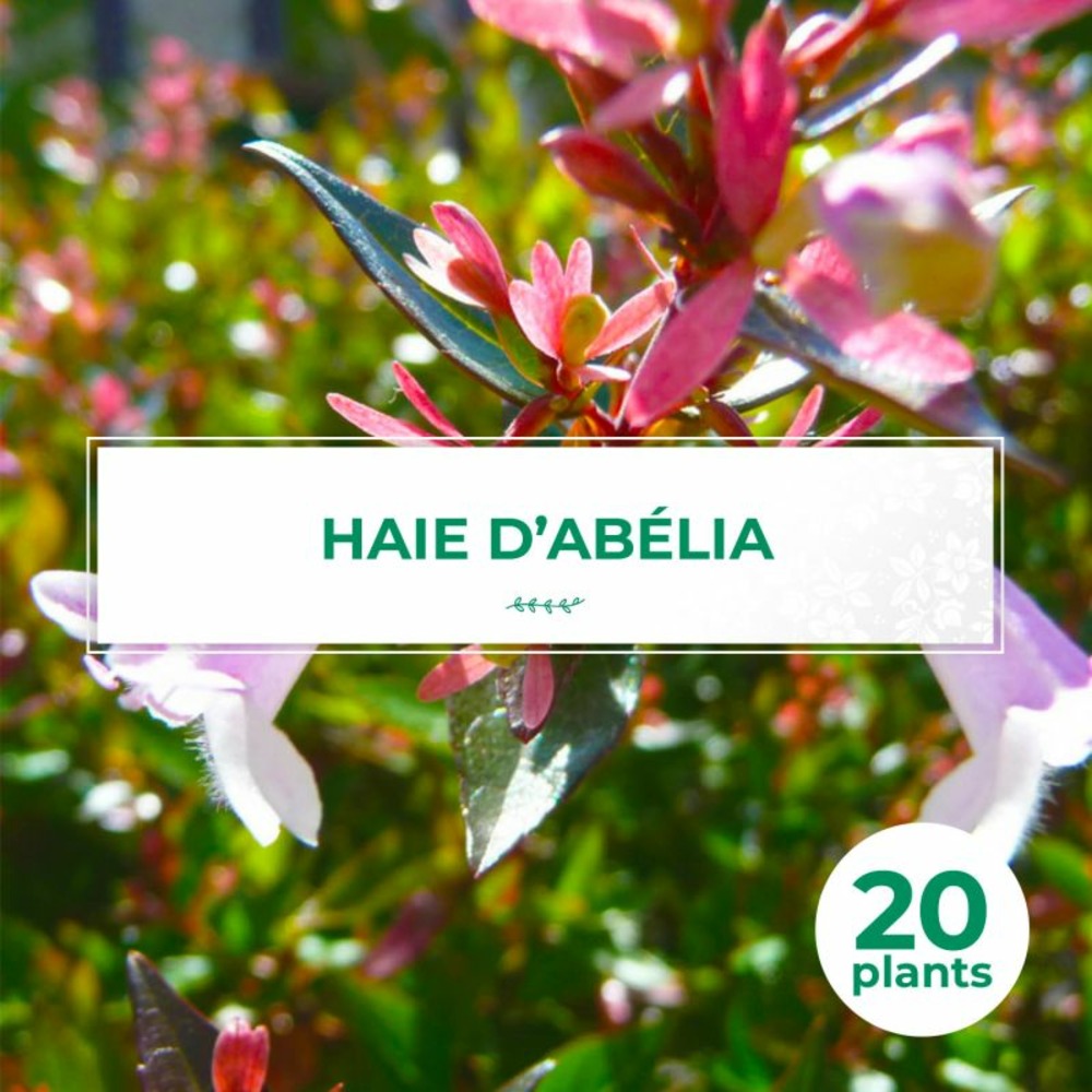 20 abelia (abélia grandiflora) - haie de abelia