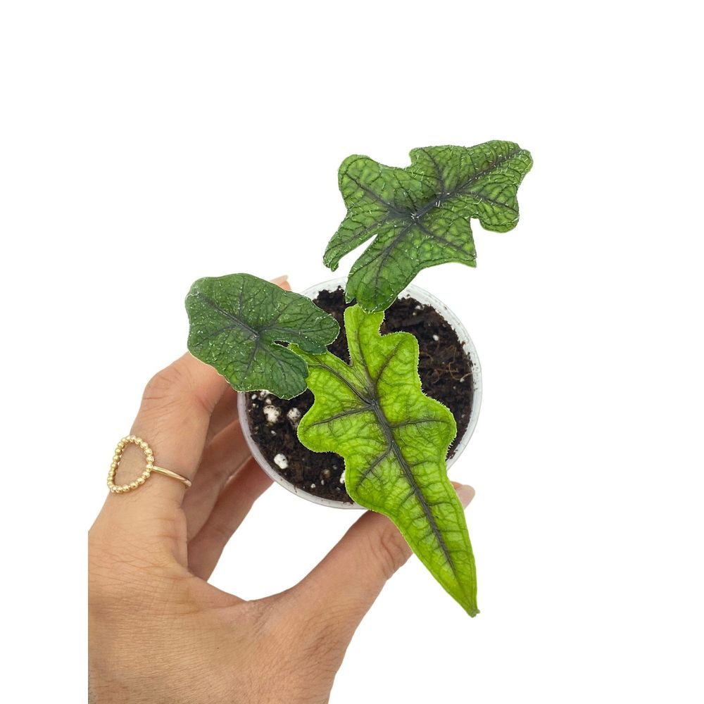 Alocasia jacklyn - pot de 6cm - plantes d'intérieur