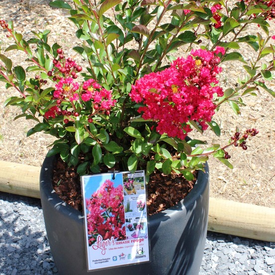 Lilas des indes 'terrasse rouge' pot de 3l/4l