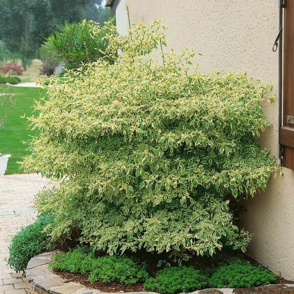 Cornus à feuilles alternes 'argentea' pot de 12l/15l