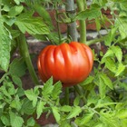 3 plants de tomate coeur de boeuf, les 3 plants / ø 10.5cm