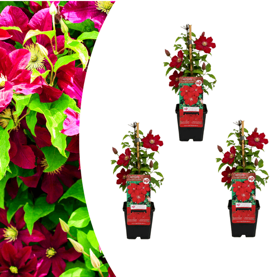 Clématite rouge cardinal - 3 plants - pot ø9 cm