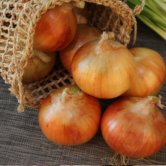 Plants d'oignons jaune paille des vertus sachet de 250 grammes